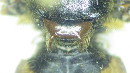 Stratiomys cenisia